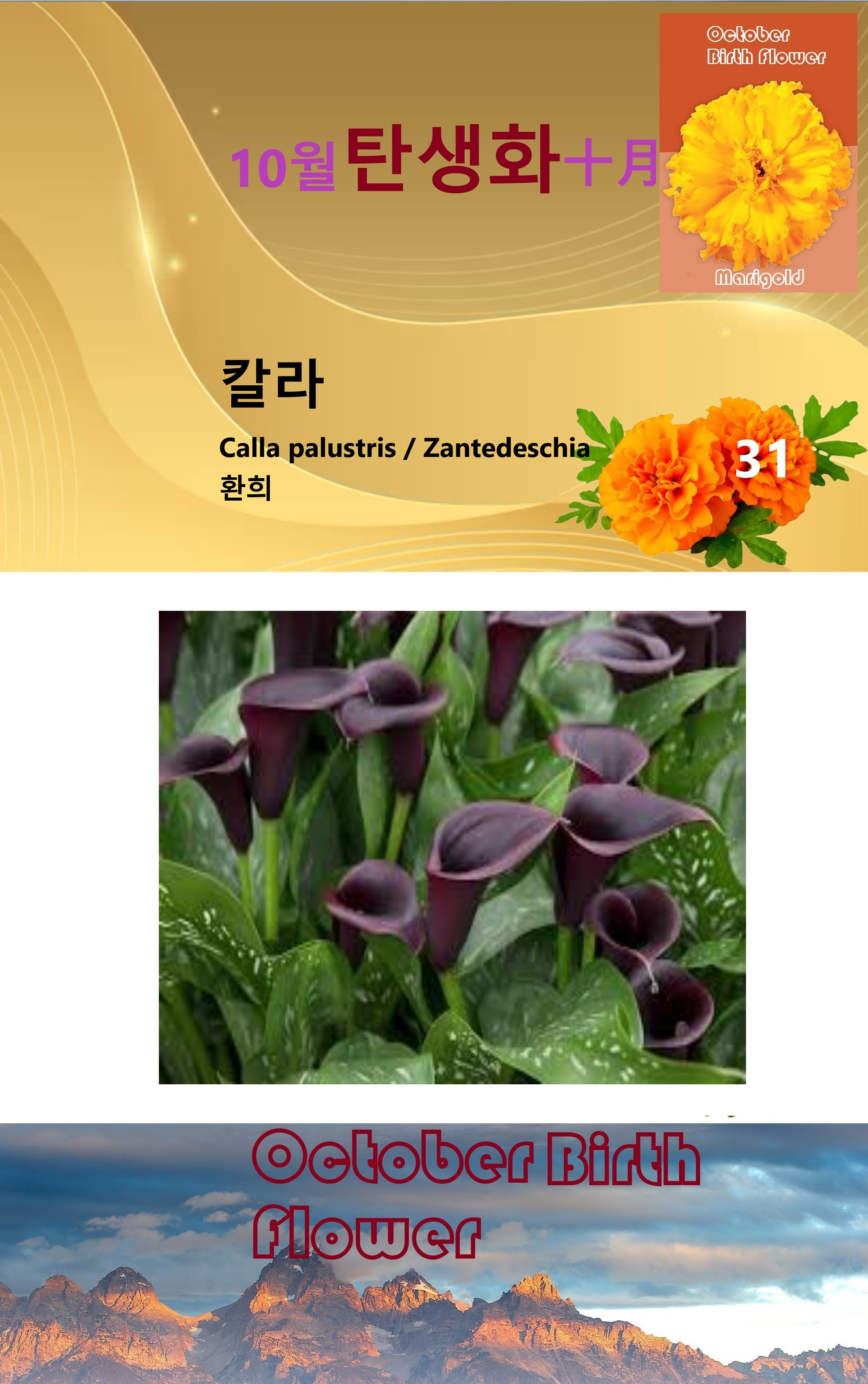 칼라 이미지