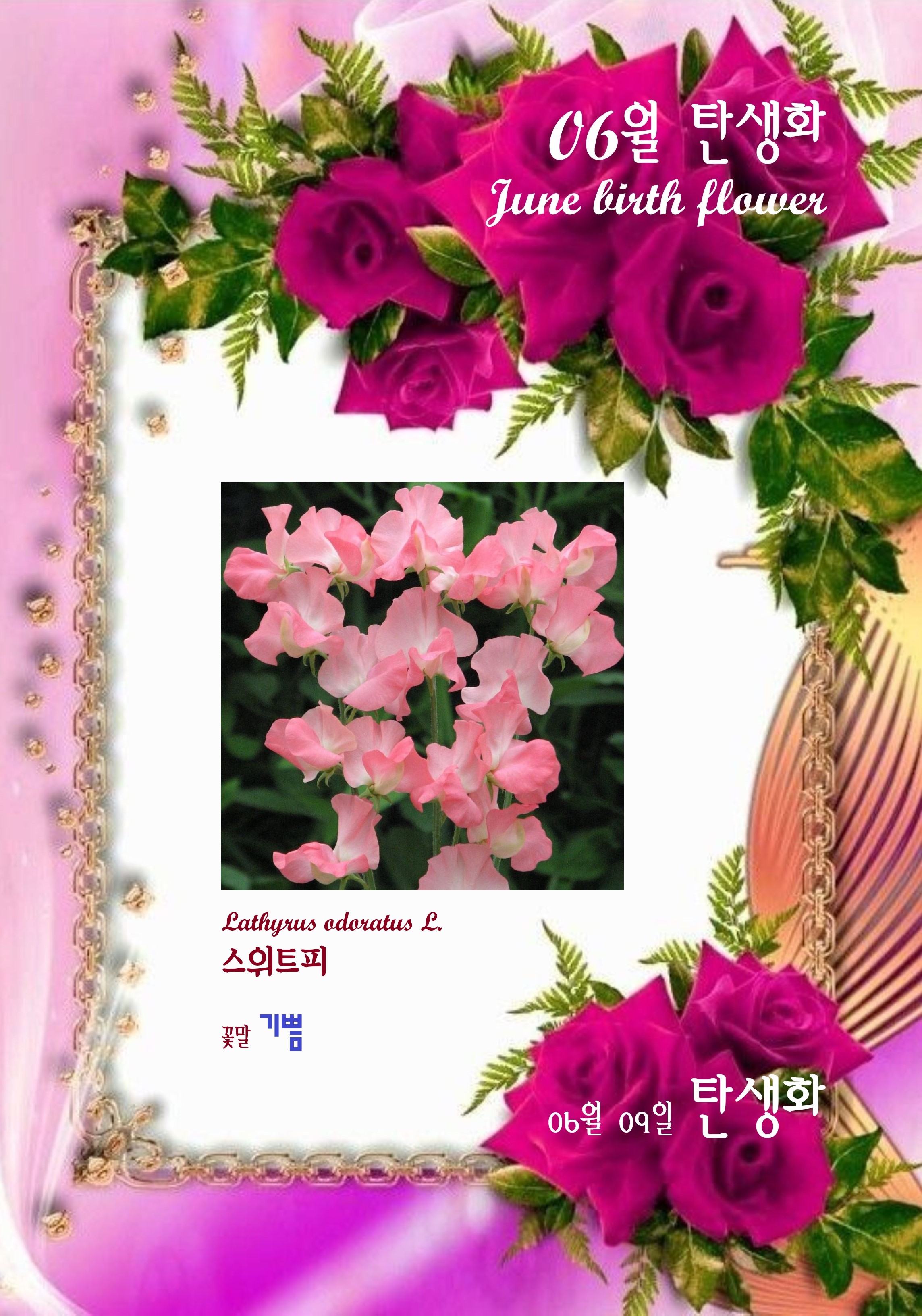 스위트피 이미지