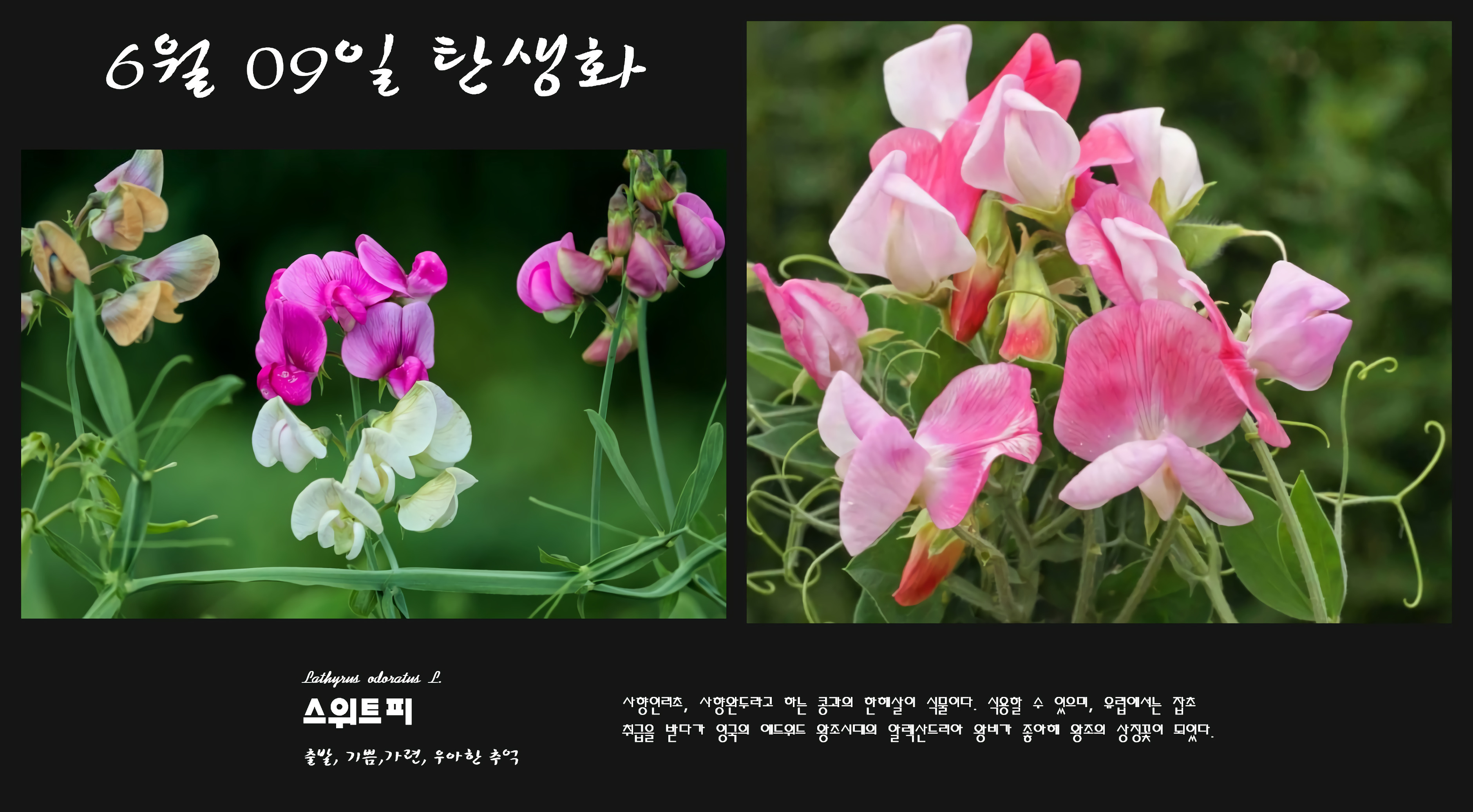 스위트피 이미지