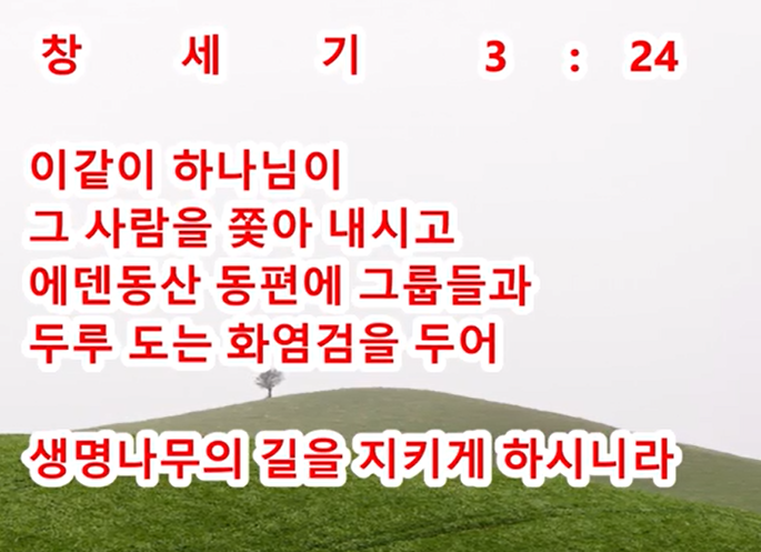 생명나무 이미지