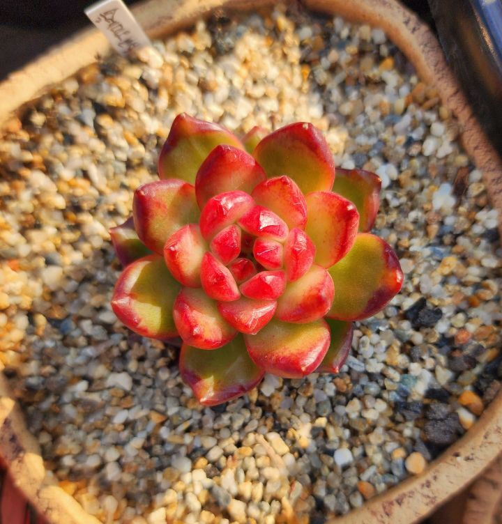 솔레미오 이미지