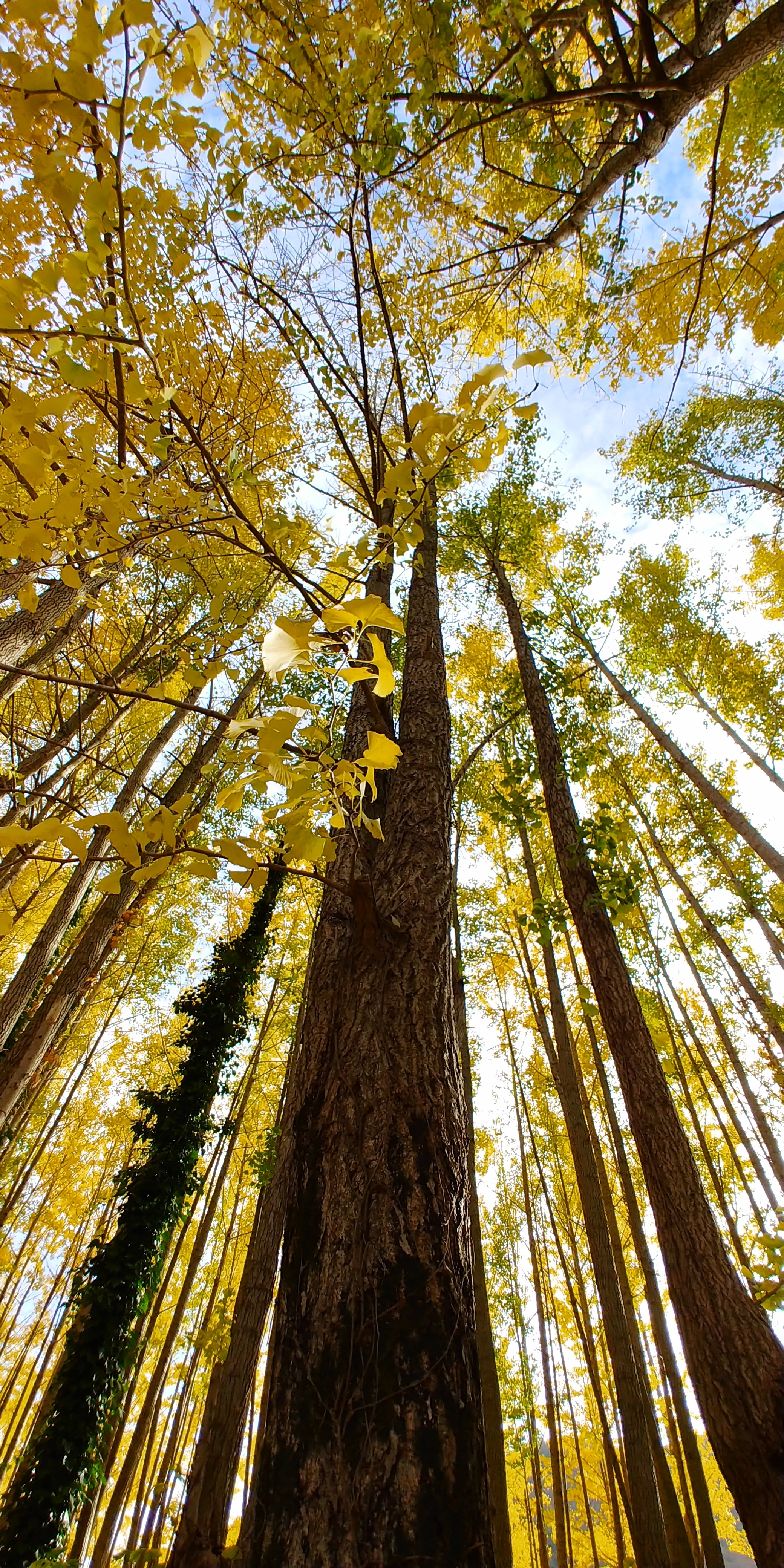 압각(鴨脚.은행나무) - 이익/성호사설6권 - 고문고사(古文故事) - 양천허씨고성참의공종중