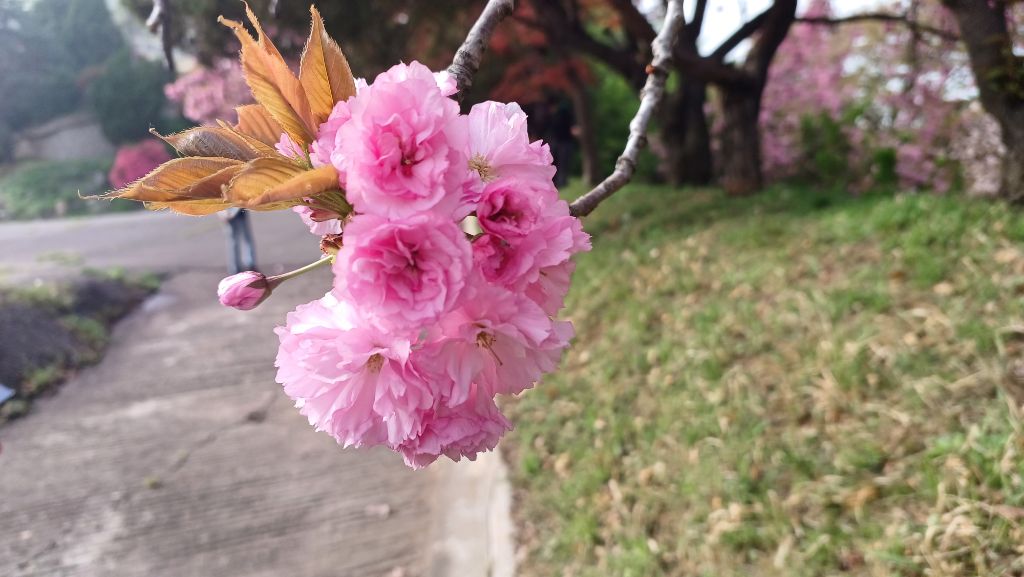 아도나이 이미지