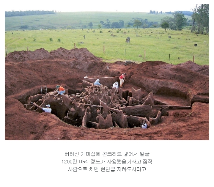 개미집 이미지