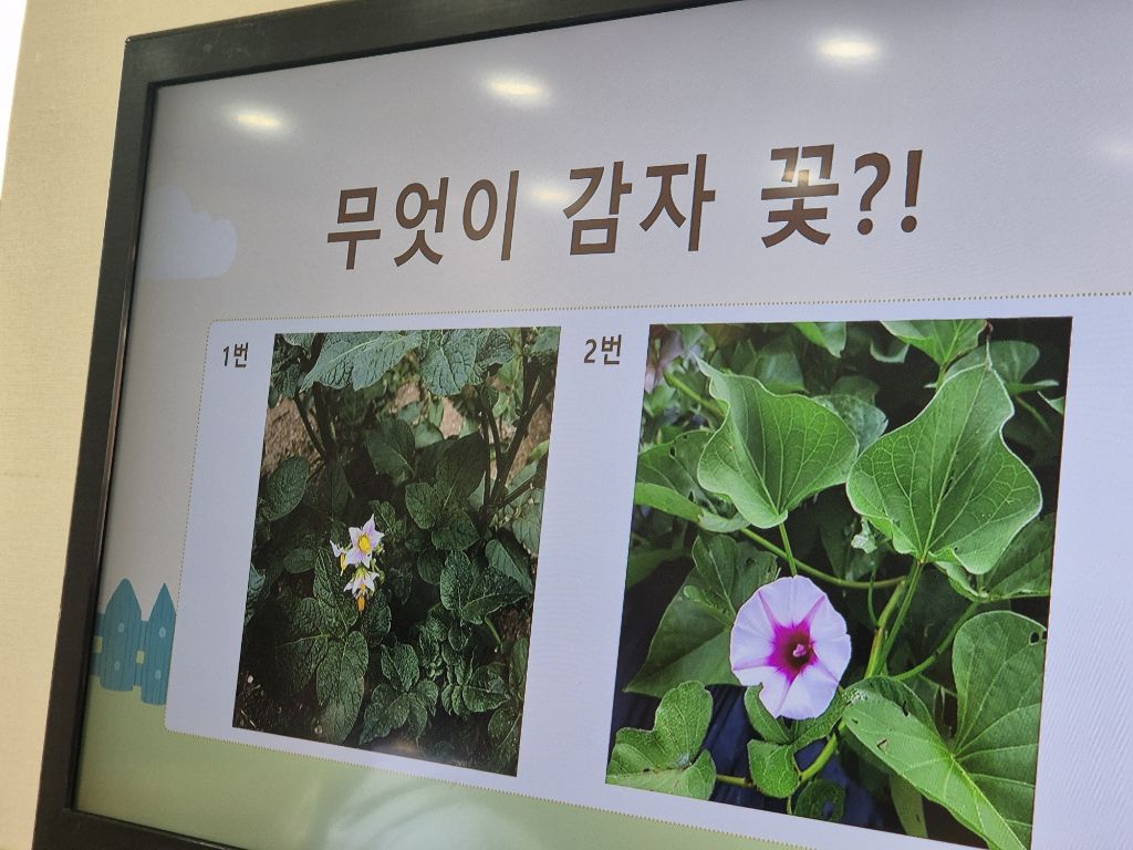 삶은감자(감자숲) 이미지