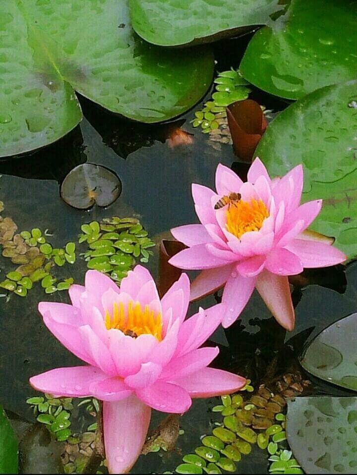 반야 이미지