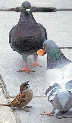 참새 이미지