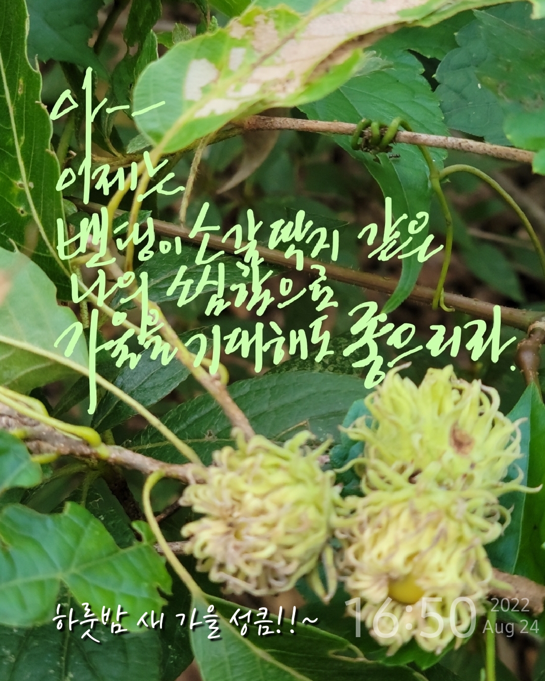 소갈딱지 이미지