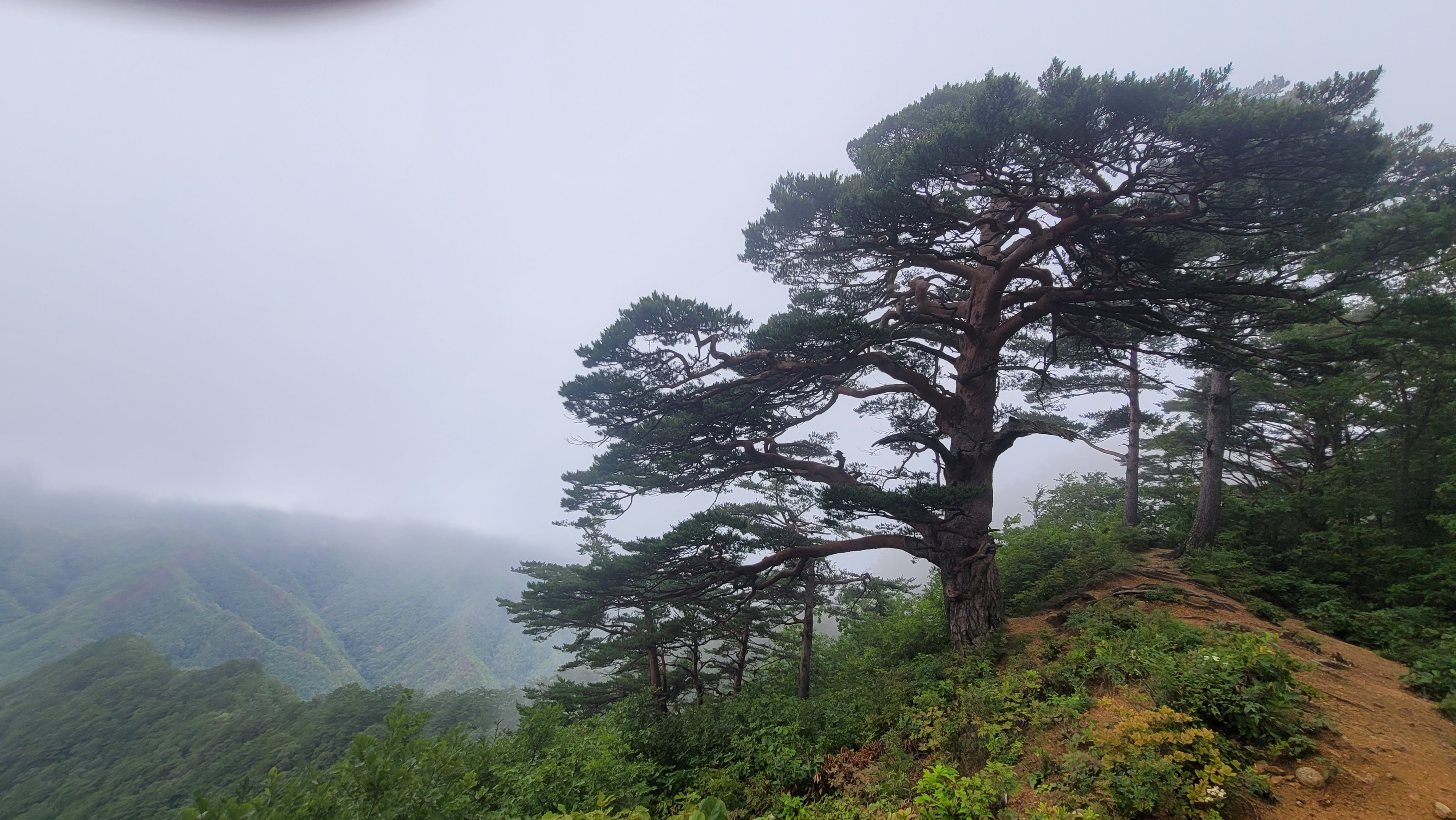(주)금강송 이미지