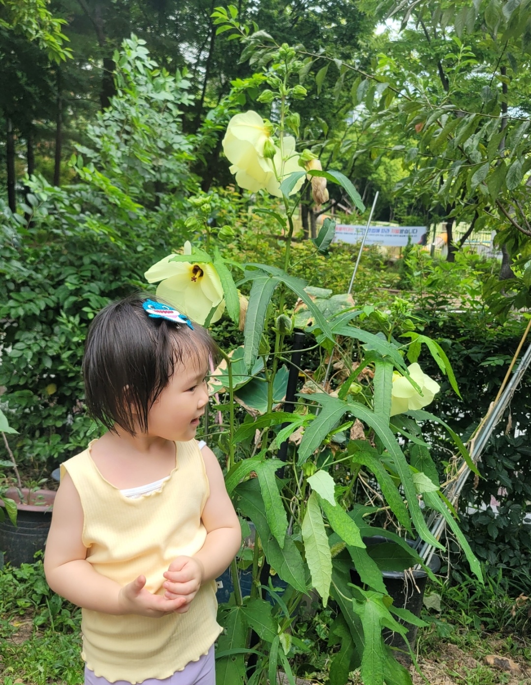 닥꽃 이미지