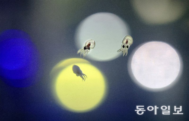 문어의꿈 이미지
