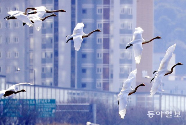 고니 이미지