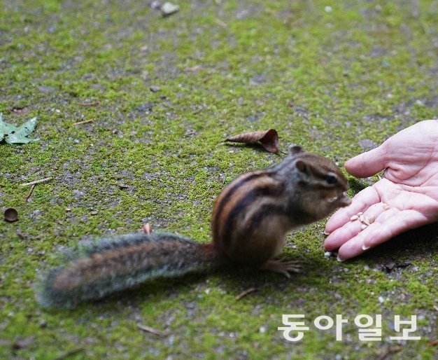 전나무길 이미지