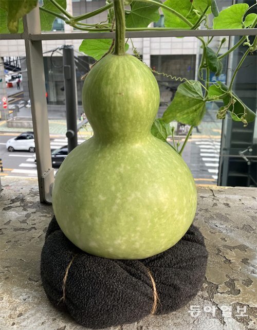 복덩어리 이미지