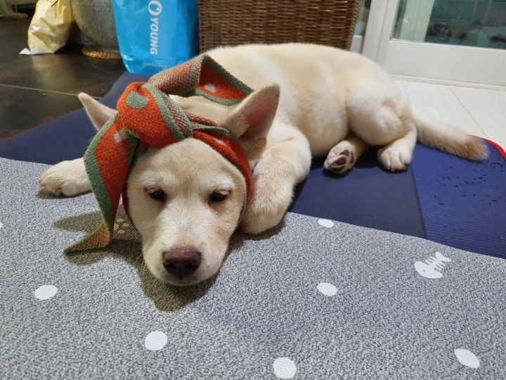 보네르 이미지