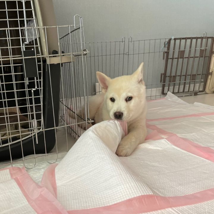 해피 이미지