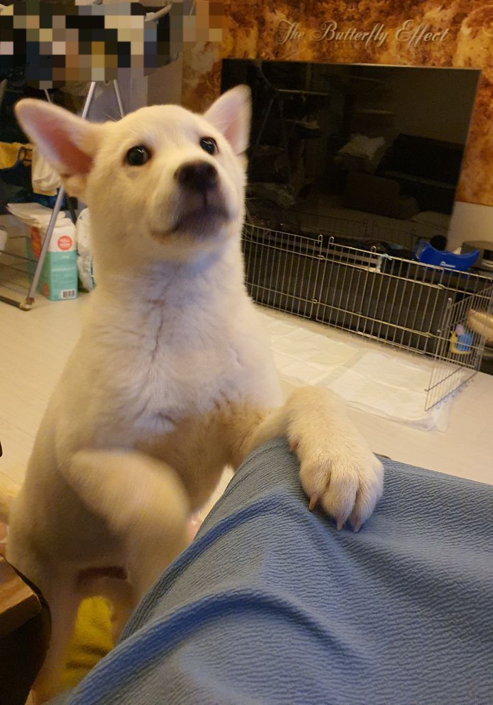 보네르 이미지