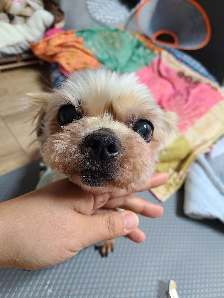 주디 이미지