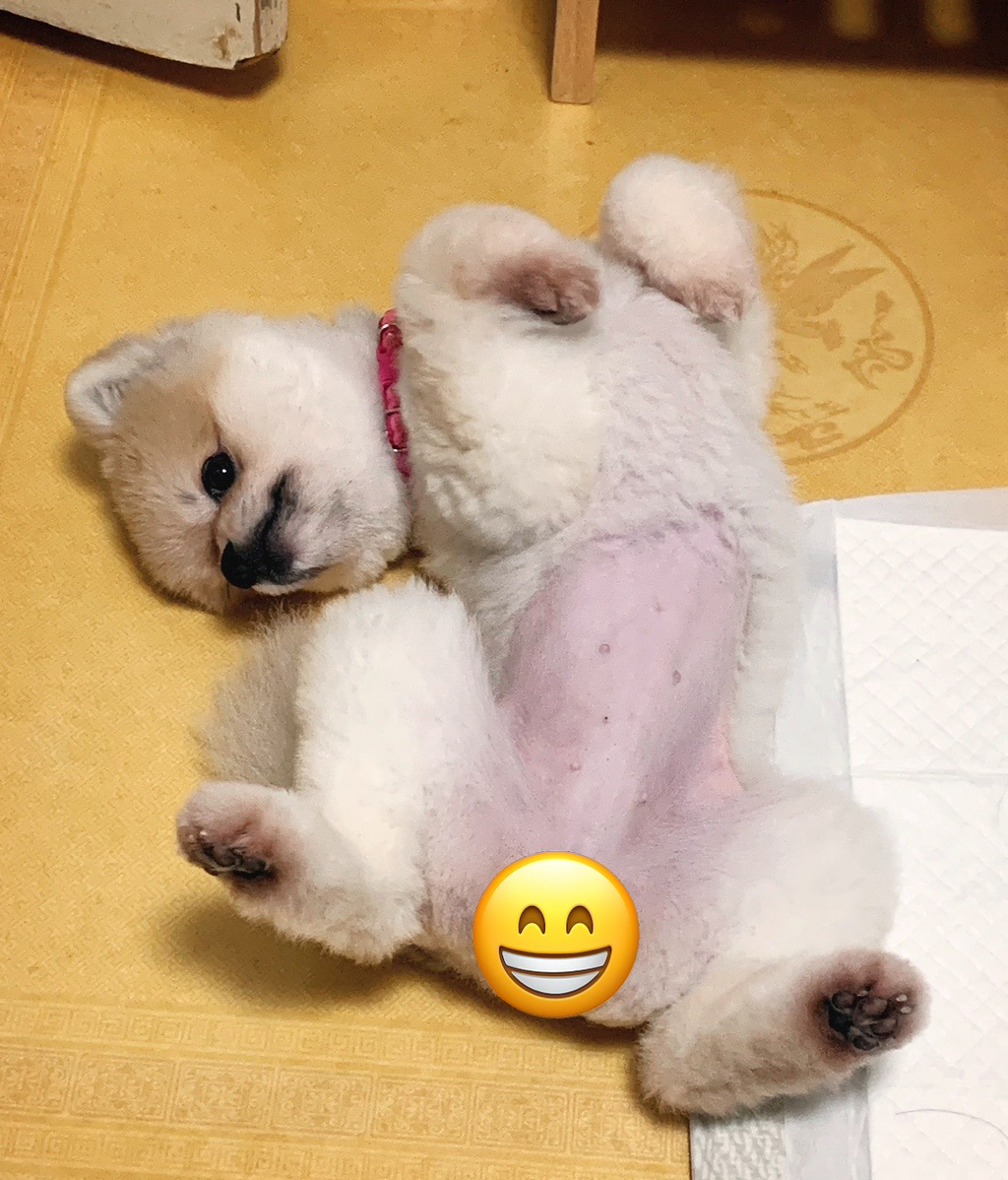 매니아 이미지
