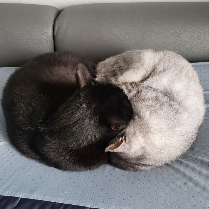 빌레못 이미지