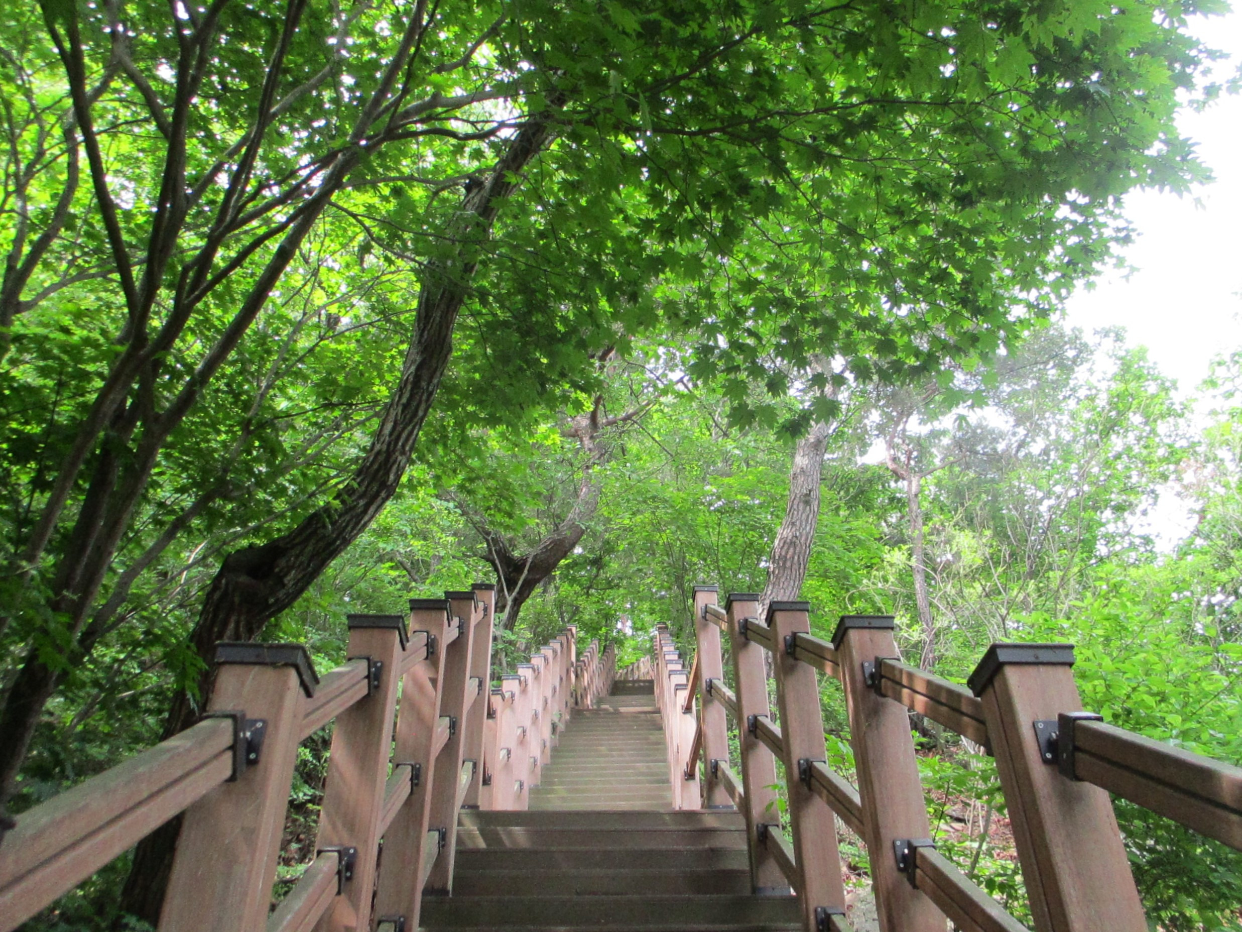 너구리산 이미지