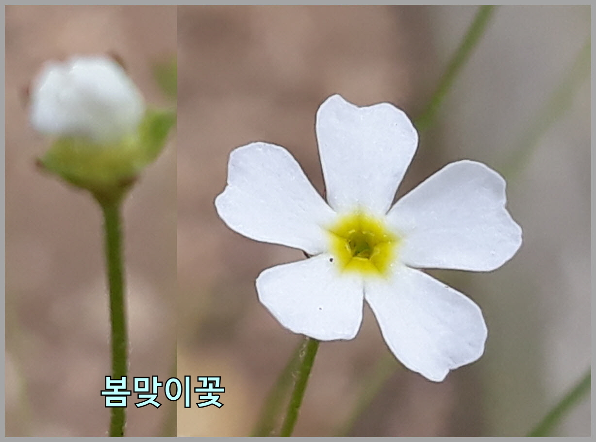 봉숭아 이미지