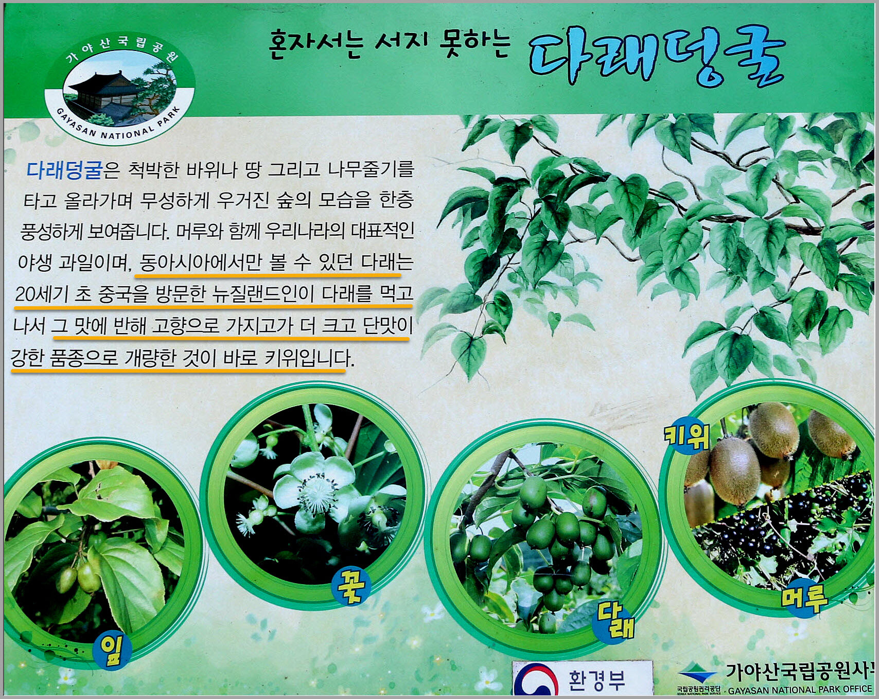 다래랑다육 이미지