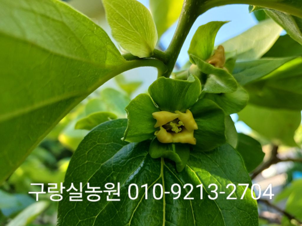 매실농원 이미지