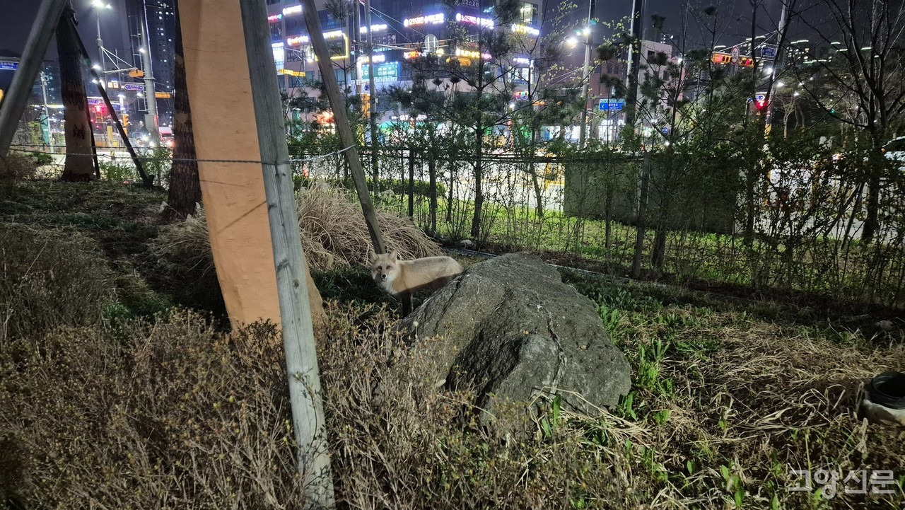 고양소방서(119구조대) 이미지