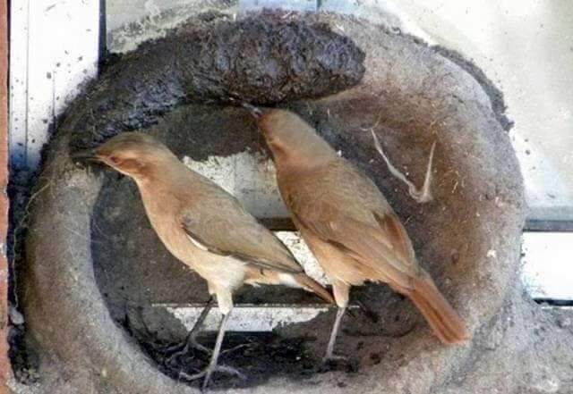 둥지 이미지