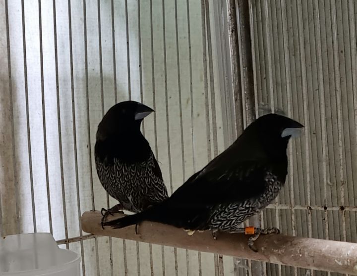 그레이(Grey) 이미지