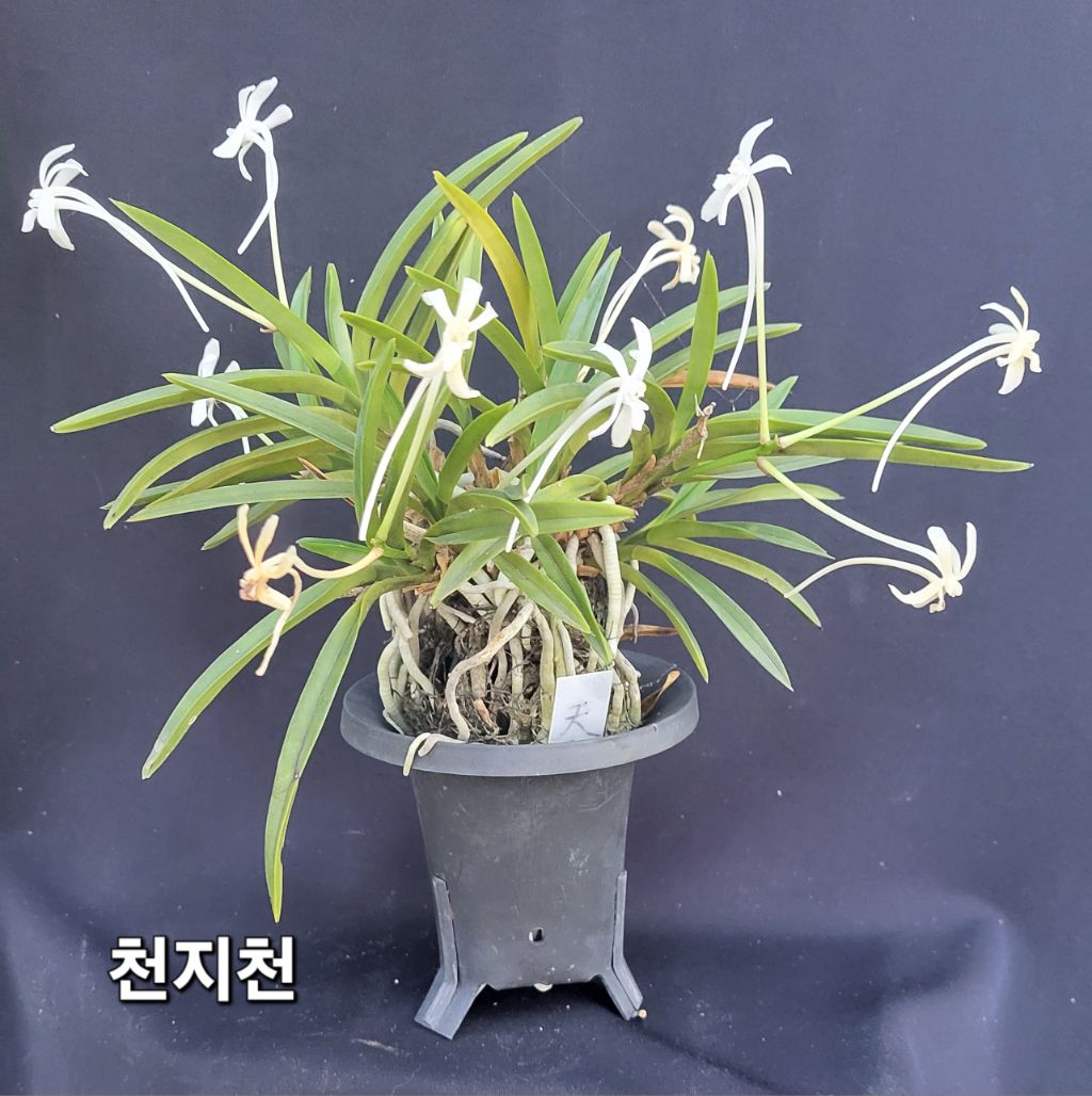 천지천 이미지