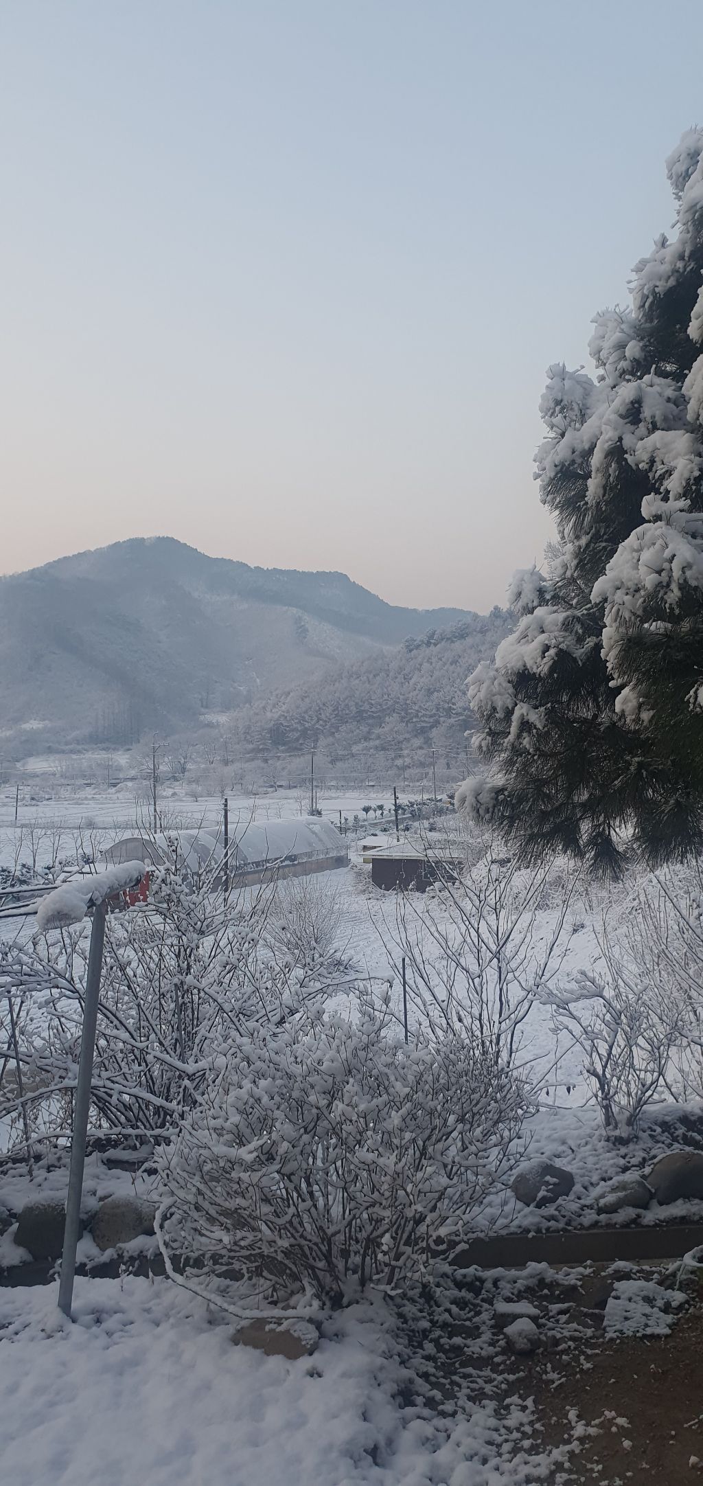 춘설 이미지