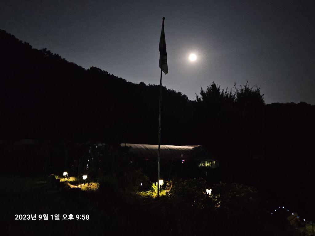 달꽃 이미지