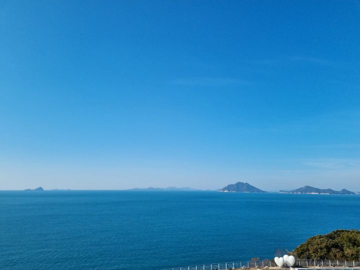 까멜리아 이미지