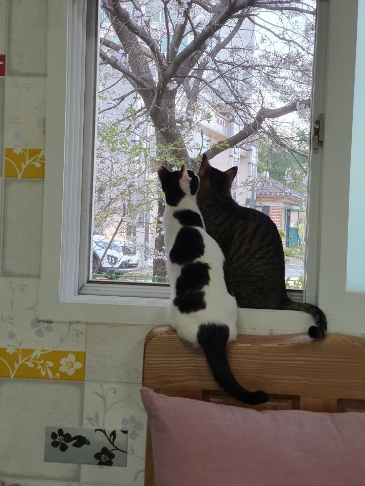 낭만고양이 이미지