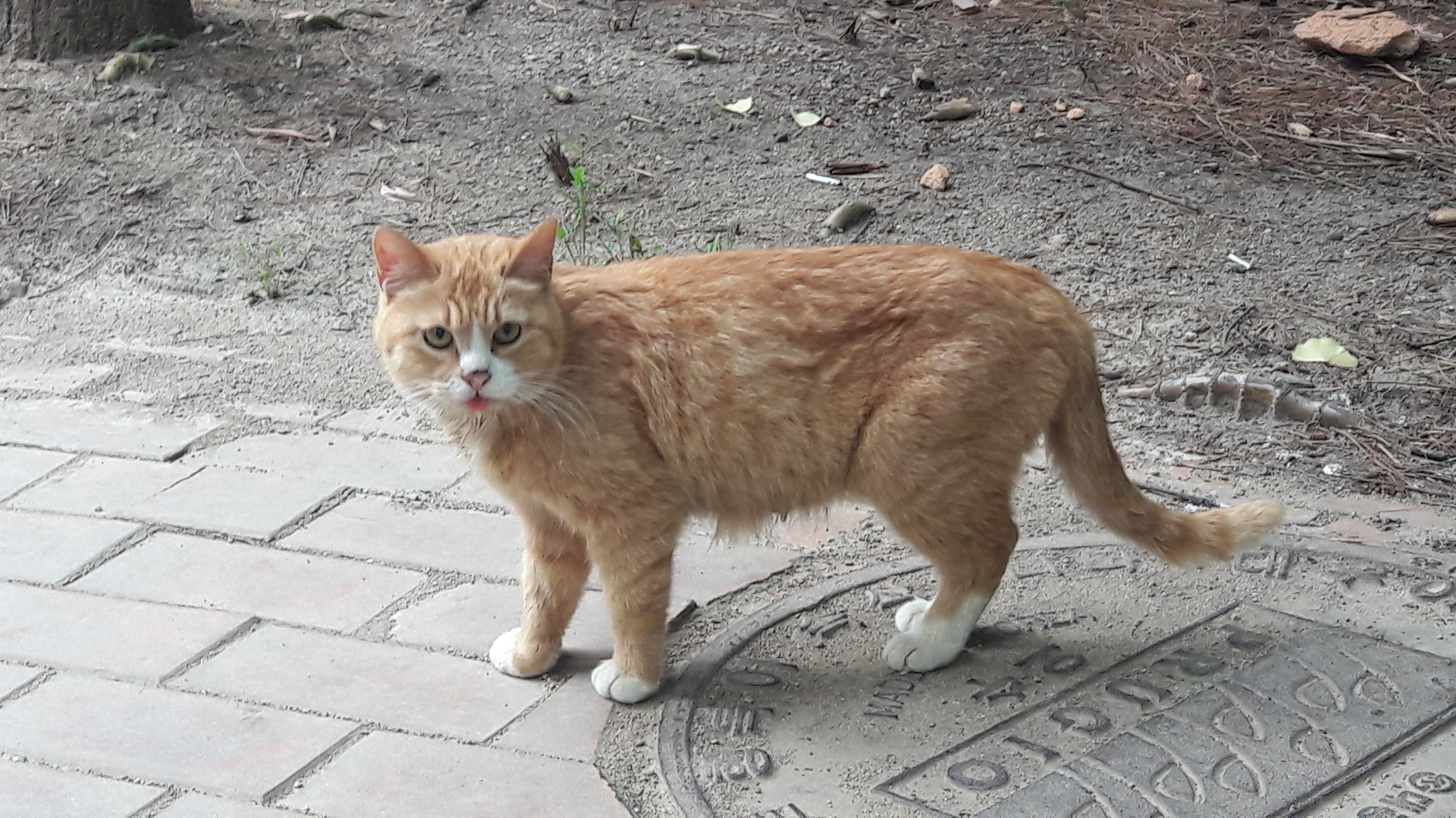 꼬미별 이미지