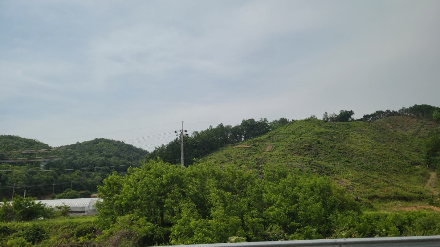 산에나무 이미지