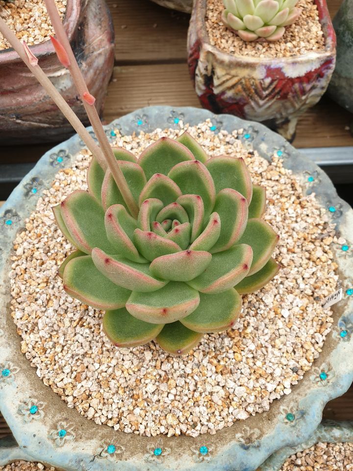 아이와인 이미지