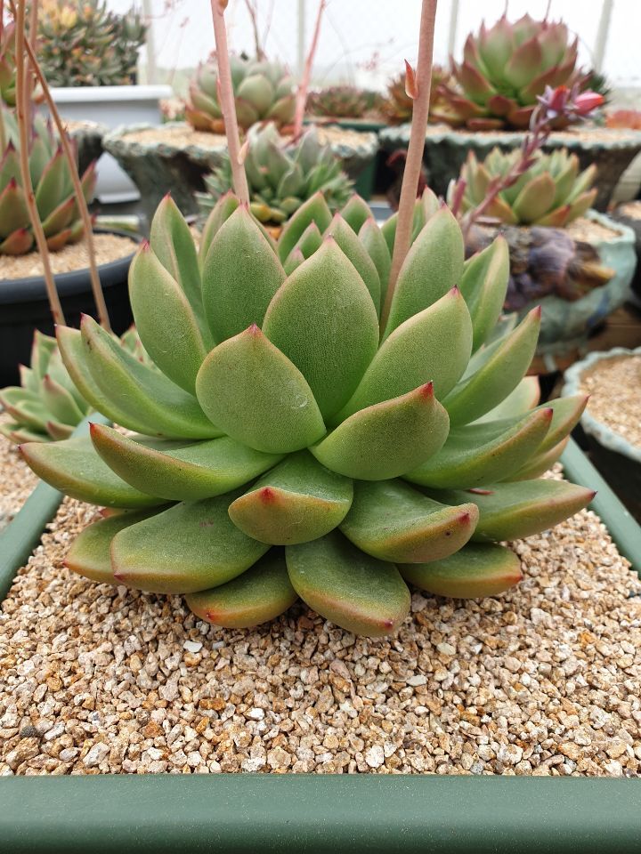 아이와인 이미지