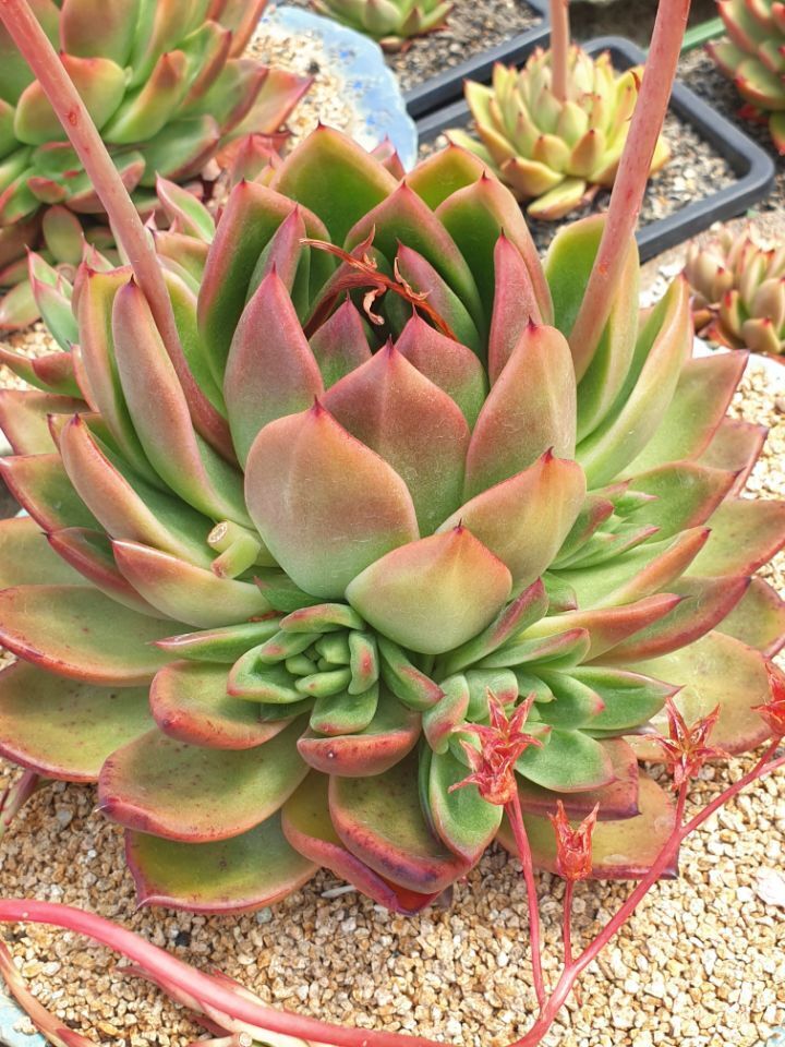 마리아A+ 이미지