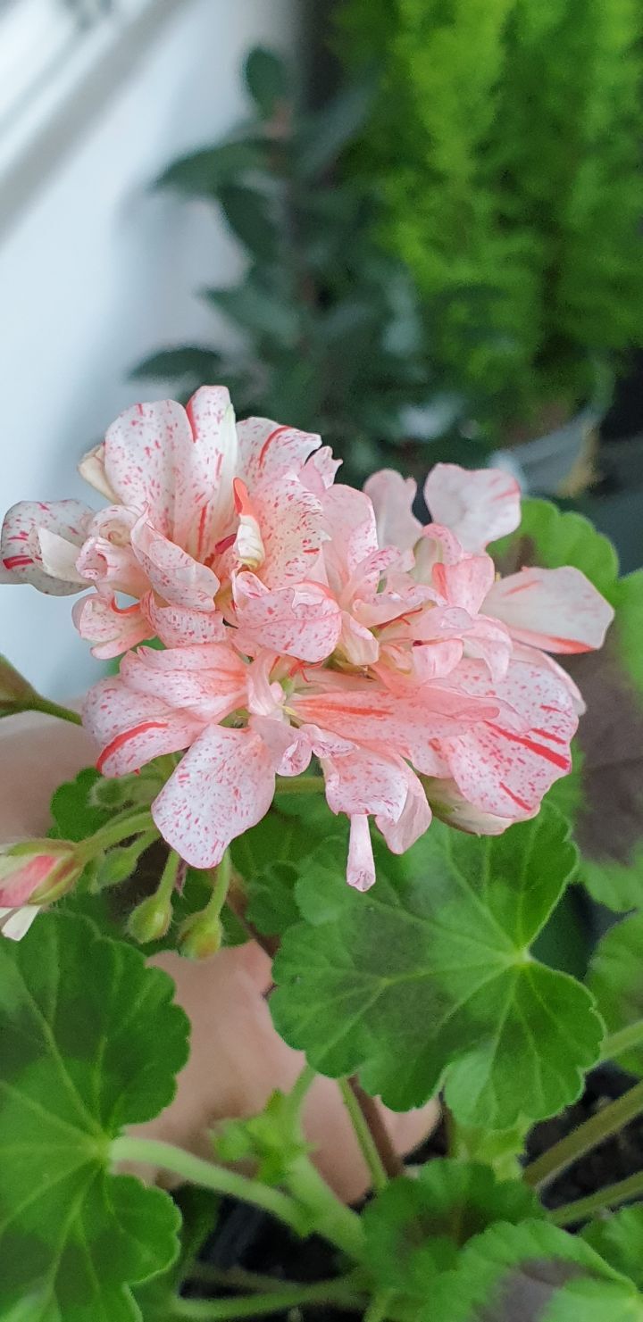 수지뷰티 이미지