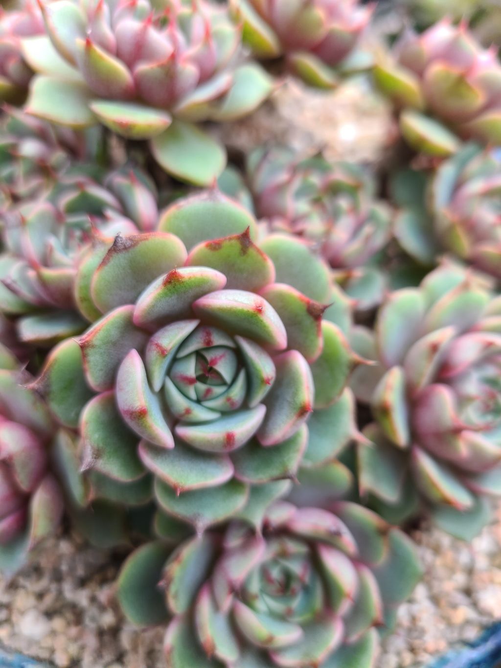 바디스 이미지