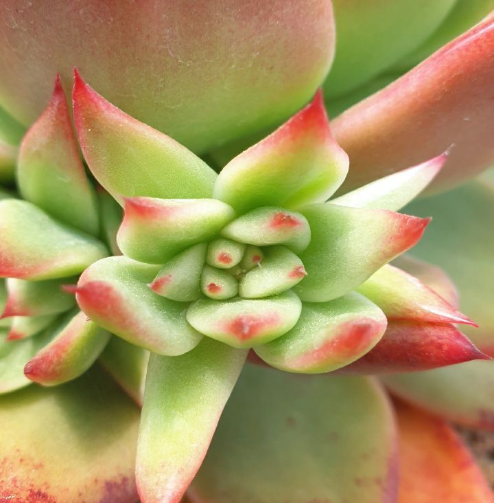 마리아A+ 이미지