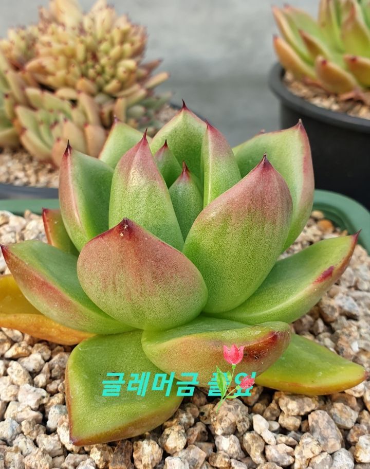 이쁜아이 이미지