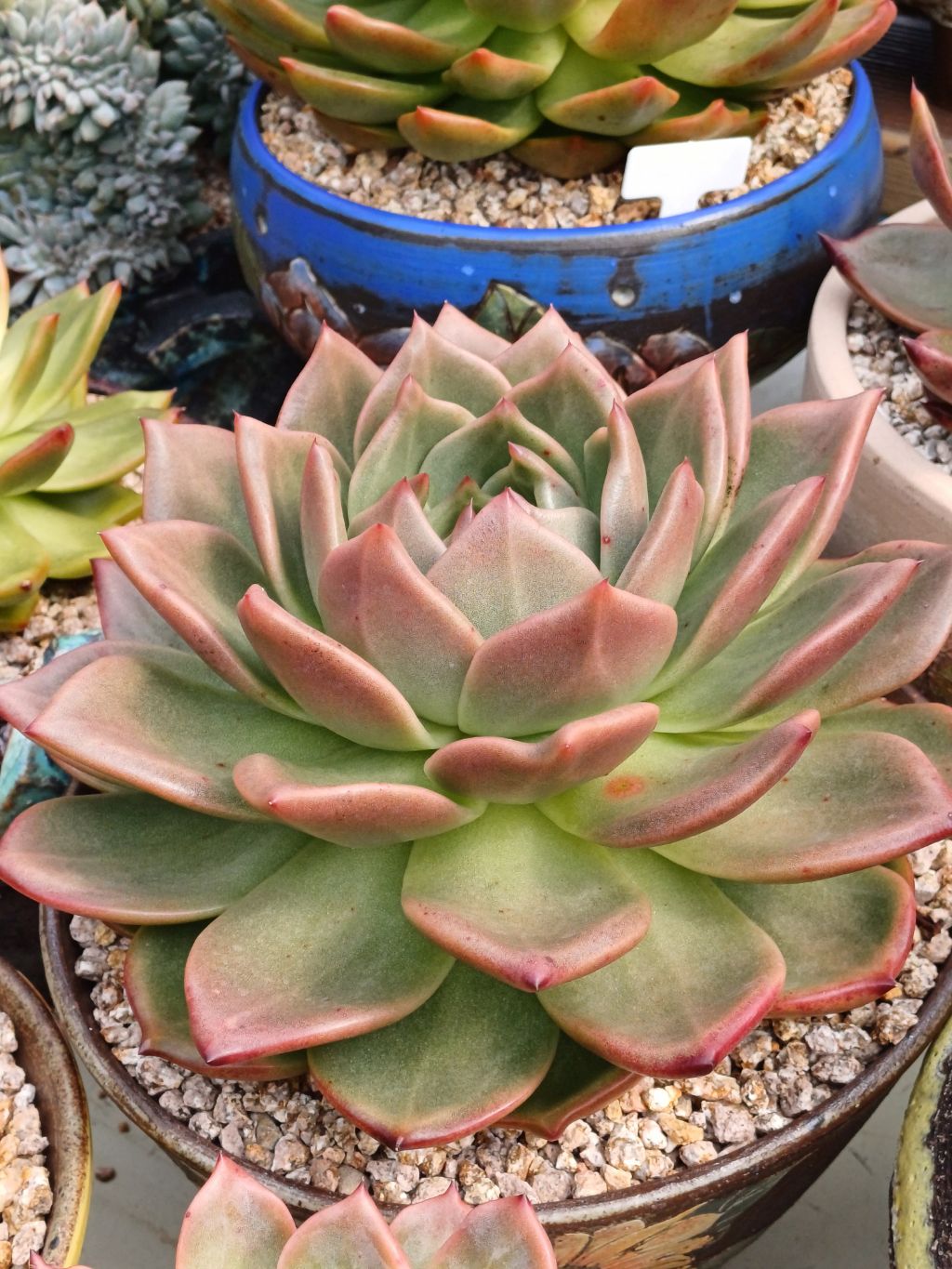 죠세핀 이미지