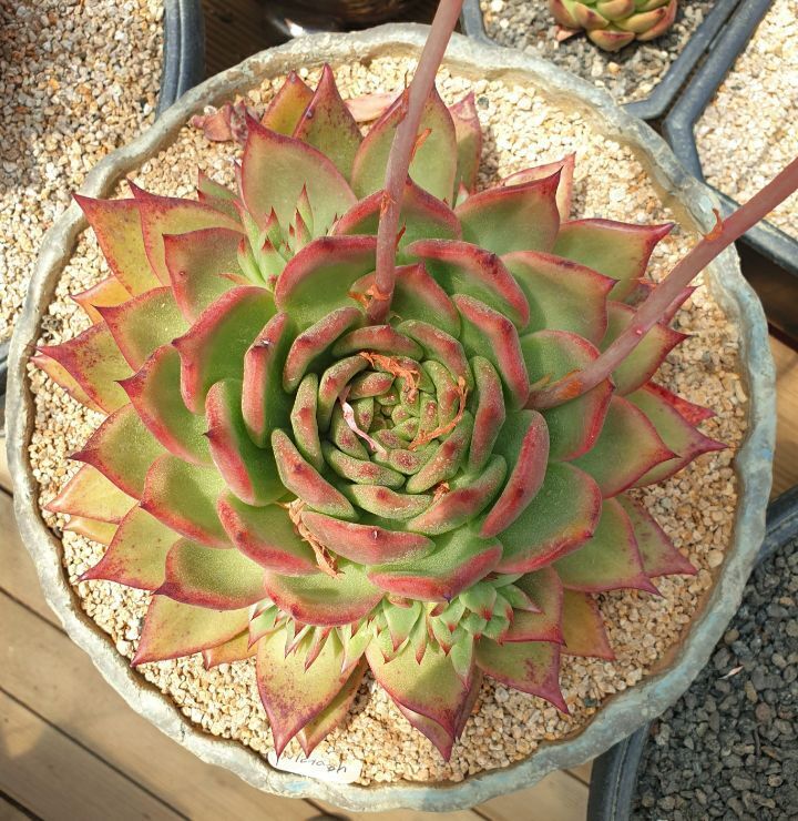 마리아A+ 이미지