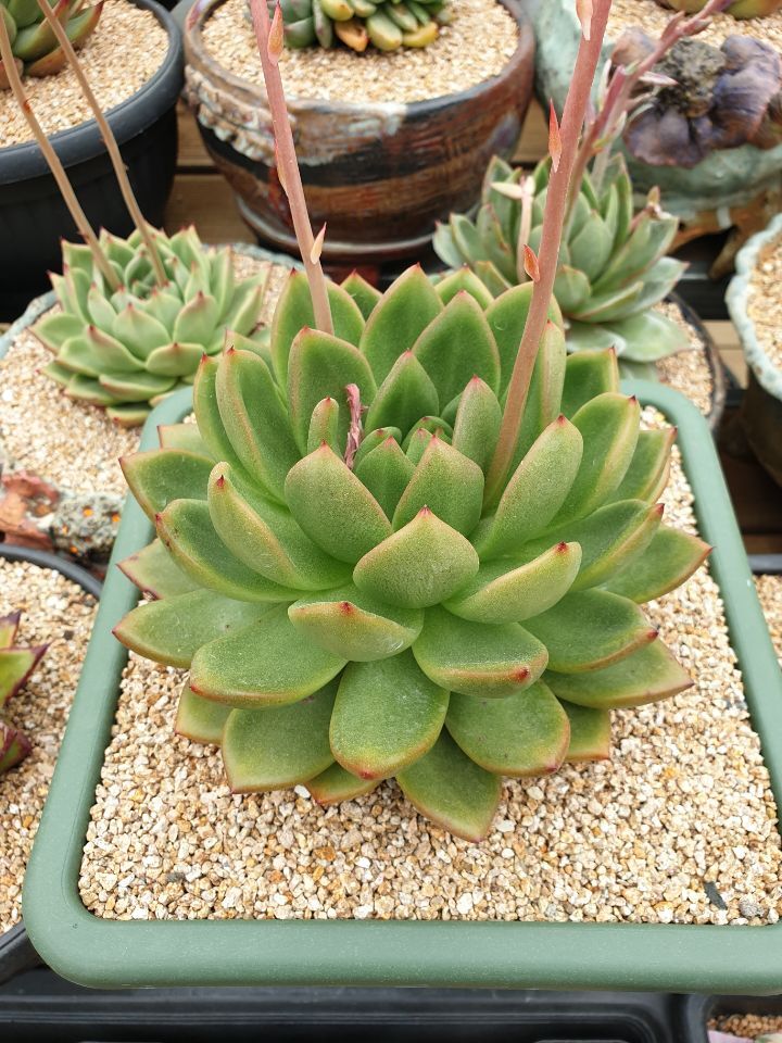 아이와인 이미지