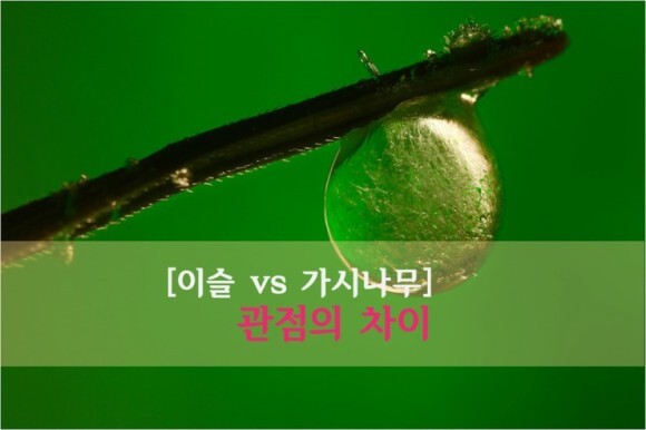 진차이 이미지