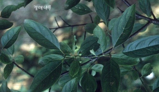 백석39 이미지